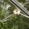 Greenhouse Plant Hanging Clips (Set of 10)